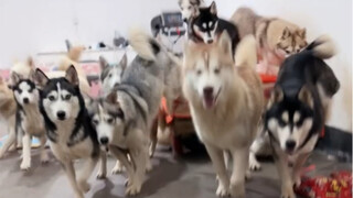 Teaching you how to handle🫴 over a dozen huskies