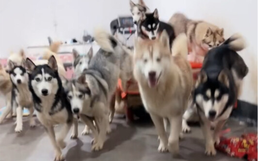 سأعلمكم كيف تتعاملون مع أكثر من عشرة كلاب هاسكي 🫴