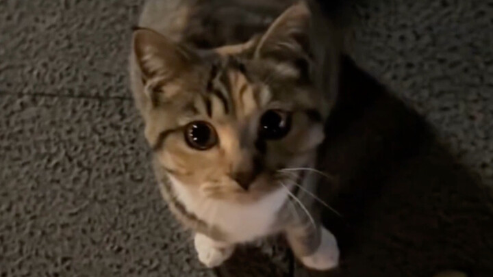 โอ้ย น่ารักจังเลย น้องแมวน้อยน่าเอ็นดู
