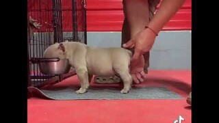 right stand  positioning while eating? | Dog lifestyle