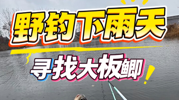 Nekad mancing di alam liar saat hujan, mencari ikan mas koki berukuran besar