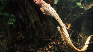 Đây là loài động vật ngốc nghếch nhất toàn Bilibili, loại có thể khiến Darwin tức chết luôn ấy.