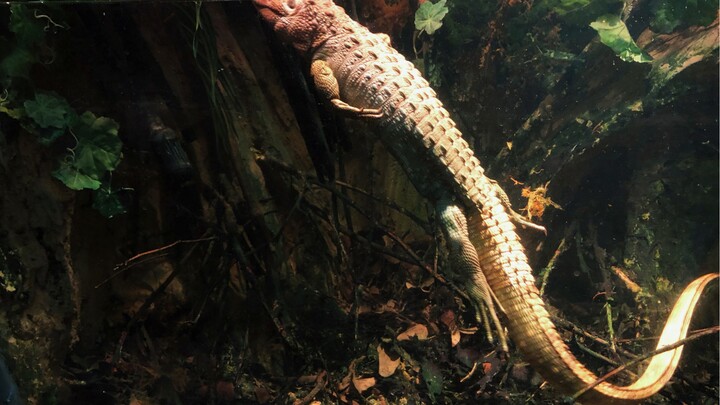 这是全b站最沙雕的动物，能把达尔文气活的那种
