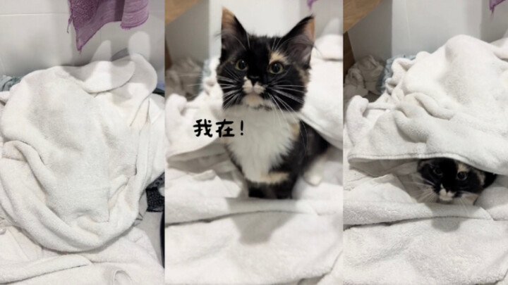 Mèo con của mình đi đâu rồi 🥺