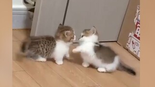"Anak kucing kecil tidak bisa berkelahi!!"