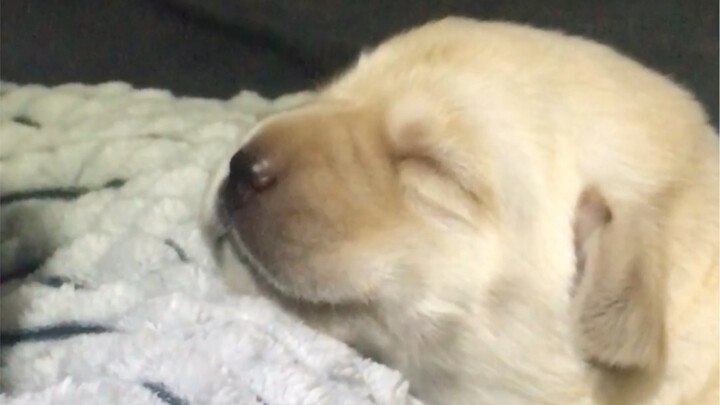 Some people actually mistook us for little male dogs.