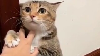 Cái nắm tay nhỏ bé của anh có thể làm gì tôi?