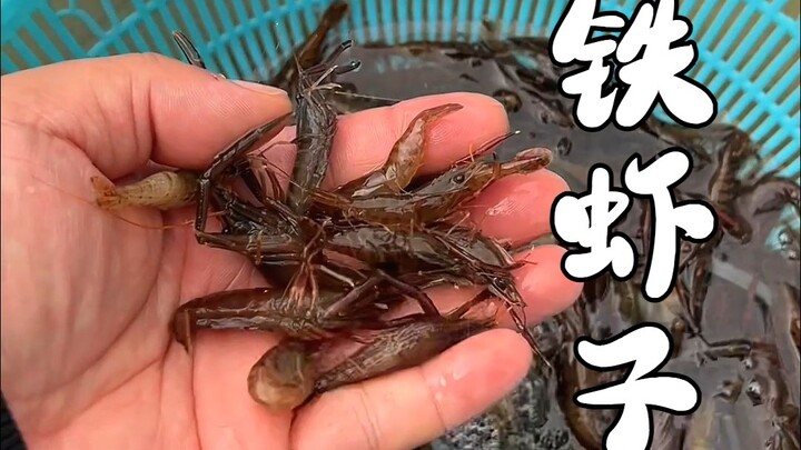 الجمبري الحديدي الذي يبيعه العم في السوق مقرمش جدًا!