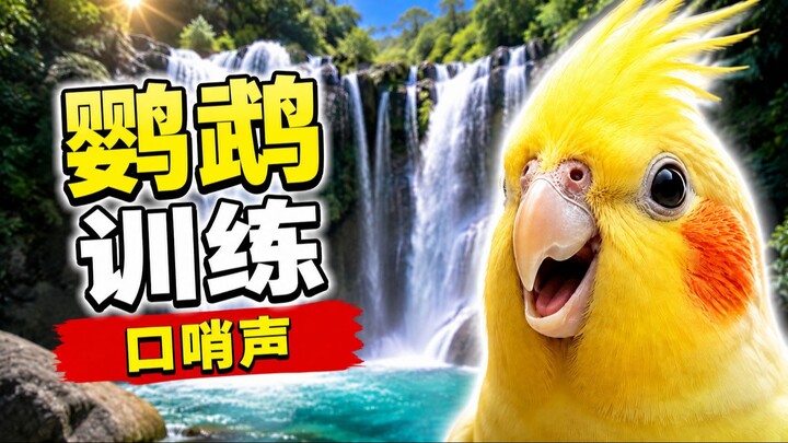 【治愈系伴鸟音频】玄凤鹦鹉口哨教学 融合自然白噪音 缓解焦虑