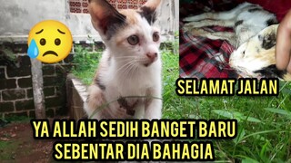 Kucing Buntung Cici Tidak Bisa Bertahan Membuat Cat Lovers Menangis..!