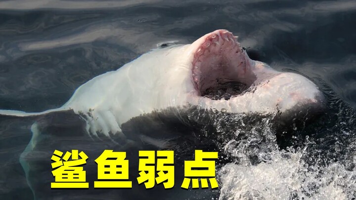 鲨鱼的致命弱点，只要把它翻过身来就会瞬间静止，咋回事？