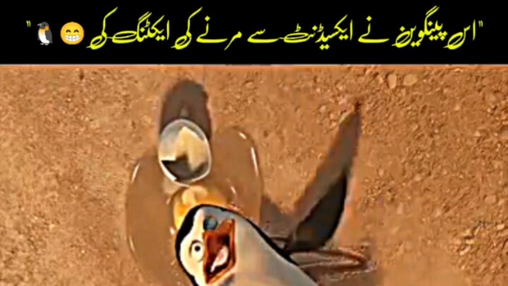 This penguin pretended to die in an accident 🐧😁#movie #explaininhindh #viral #reels #foryoupage