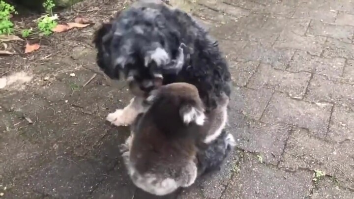 An Australian dog owner accidentally encountered a baby koala that fell under a tree while walking h