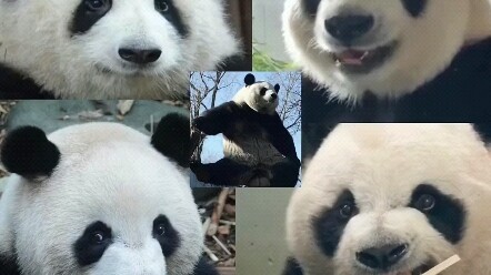 Rekomendasi 5 Beruang dengan BGM Khusus Masing-Masing!