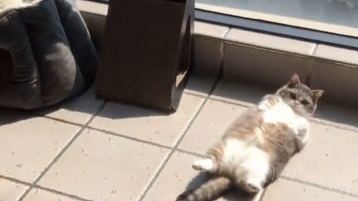 ลัทธิขยันในโลกแมว