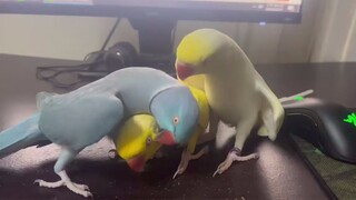 继续施法~🤣
