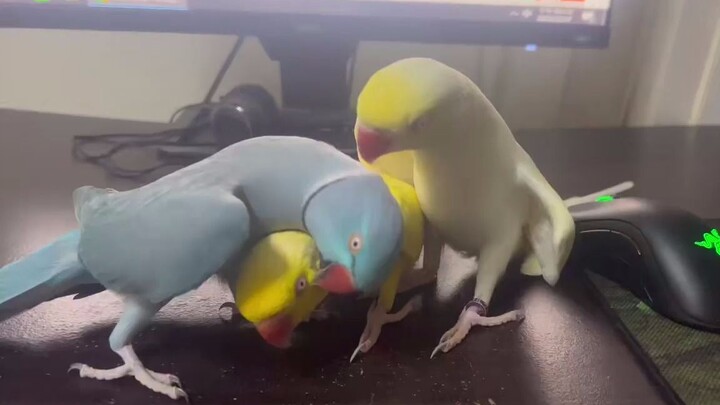 继续施法~🤣
