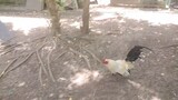 qaz broodcock