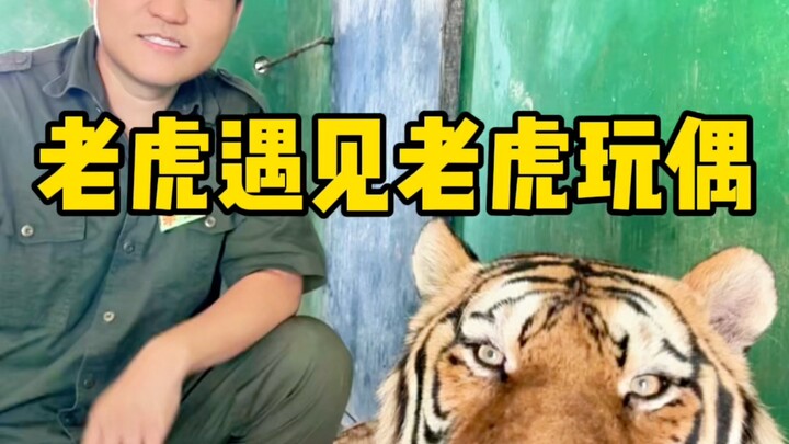 ตุ๊กตา: รู้งี้น่าจะทิ้งไว้ในโรงงานเสียเลย.