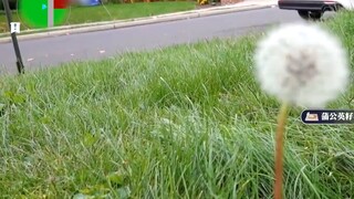 Efek Setelah Dampak Genshin