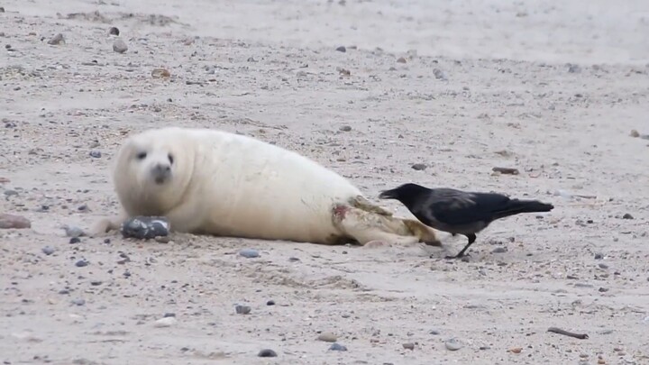 Little Seal: Birds are bad, leopards are good