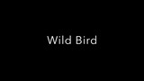 Will Ackerman, Jeff Oster & Tom Eaton - WILD BIRD
