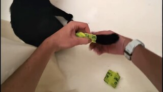 Mèo bị cửa sổ kẹp đứt đuôi... may mà chủ nhân phát hiện kịp thời 😭