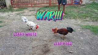Leapy White VS Leapy Red ng Leap Warrior GF        JRP Gameyard