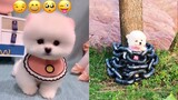 Tik Tok Chó Phốc Sóc - Funny and Cute Mini Pomeranian #10