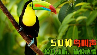 最好听的鸟叫声大全：50种鸟叫声，天籁之音，仿佛身临其境