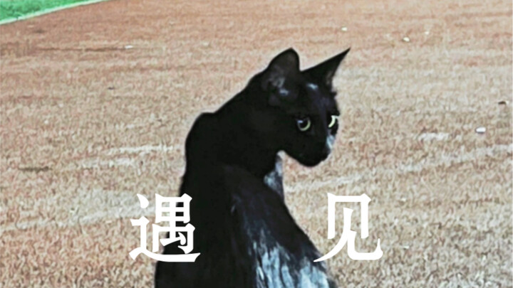 Found a Black Cat Police Chief