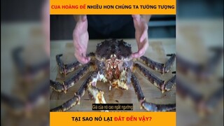 Cua Hoàng Đế nhiều hơn chúng ta nghĩ, tại sao nó lại đắt đến vậy | LT Review