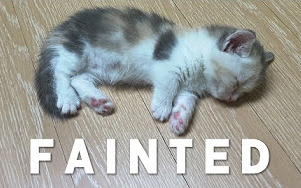 [Cats] The Baby Kitten Fainted After Pooing!