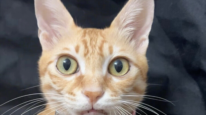 When the cat bit me, I suddenly confessed my feelings to it in cat language!