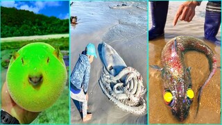 08:50 Catching Seafood 🦀 ASMR Relaxing (Catch Shark , Catch Fish ,Deep Sea Monster ) #549