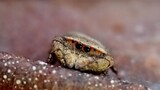 Animal|Lovely Jumping Spider