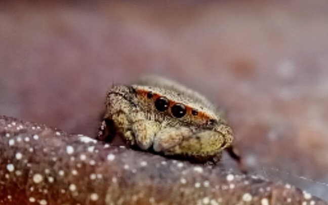 Animal|Lovely Jumping Spider