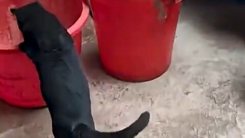 Con người hốt hoảng gọi: “Mèo! Mèo! Mèo!”, chú mèo lập tức đáp: “Đến rồi, đến rồi!”