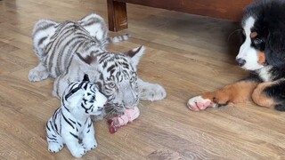 Raising a cat that only knows how to eat