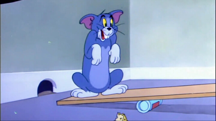 What kind of fancy cat is this?