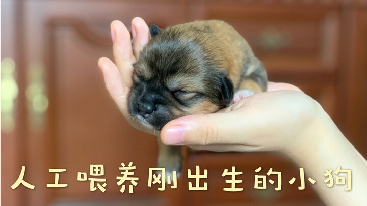 [Tiểu Trung Hoa] Sau khi vào phòng ICU vẫn kiên cường sống sót, nhật ký trưởng thành của chú chó con