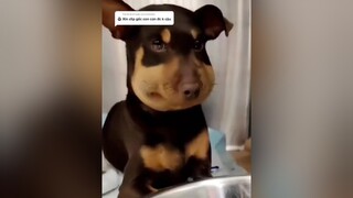 Trả lời  nhiều b hỏi xin mình video cún này nên mình up đây nha. Ai lấy muốn lấy vid mà k bị vướng tên thì ib fb mình gửi  chócute