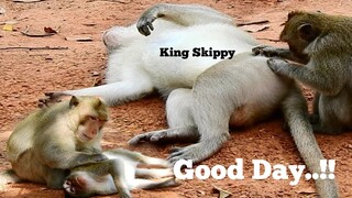 Good Day..!! King​ ​Monkey​ Skippy Relax With His Girlfriend DeeDee, Lovely Monkey Exchange To Groom