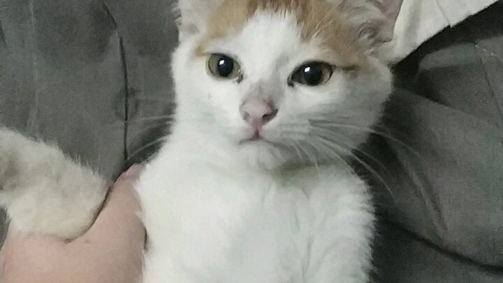 My cat put a frozen poop in a bowl