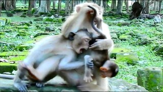 Leave...Leave...Me.!!,​ Baby​ Monkey Rex​ Struck Head Down By Mom,Other Monkey Try To Make Baby Hurt