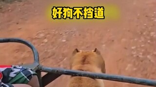 You've perfectly demonstrated how a dog relies on its master's power.