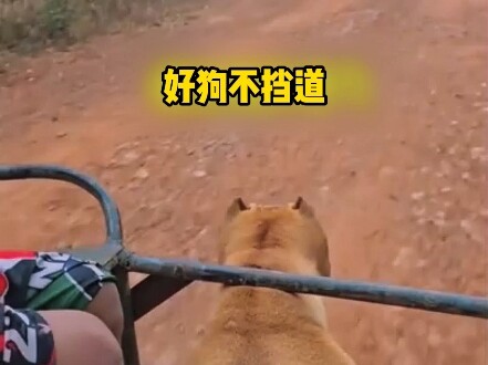 You've perfectly demonstrated how a dog relies on its master's power.