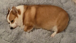 Watching a puppy sleeping is really healing, it melts my heart!