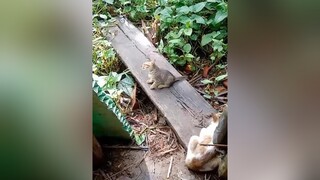 meocondethuong meocute dongvatdangyeu dongvatvuinhon#CapCut