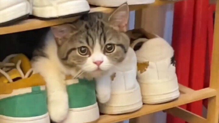 Cat: Wait a sec—is it dinnertime already?